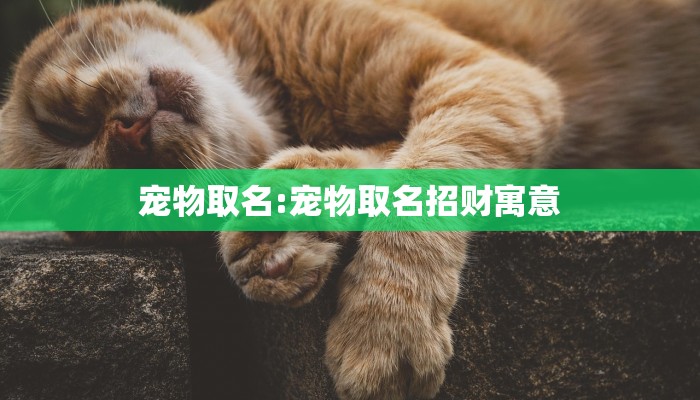 宠物取名:宠物取名招财寓意