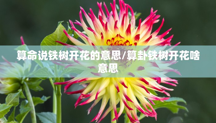 算命说铁树开花的意思/算卦铁树开花啥意思