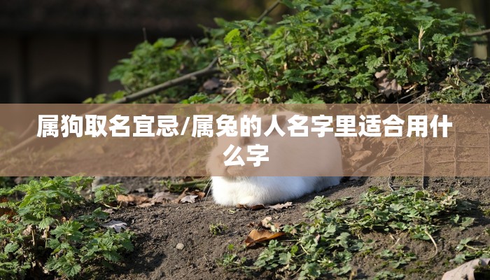 属狗取名宜忌/属兔的人名字里适合用什么字