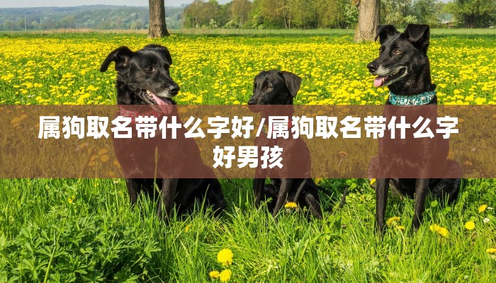 属狗取名带什么字好/属狗取名带什么字好男孩